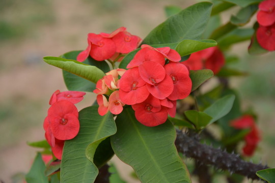 沙漠玫瑰