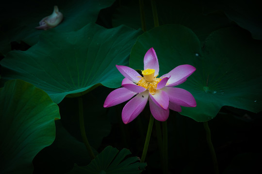 雨荷