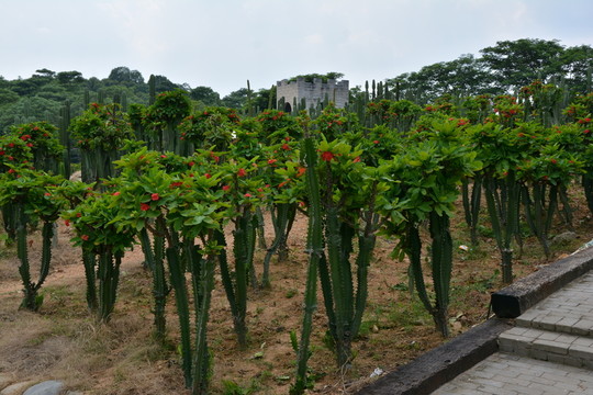 沙漠玫瑰
