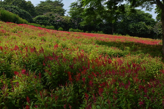 薰衣草