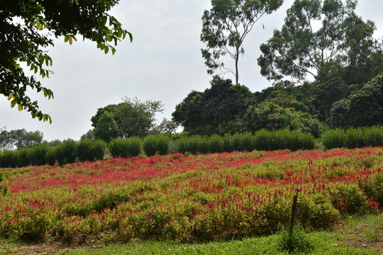 雞冠花