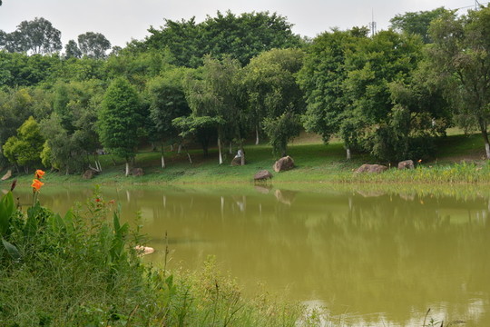 樹林