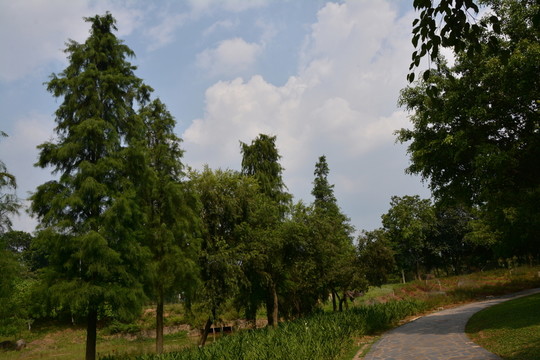 樹林