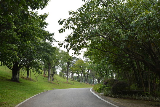 樹(shù)林