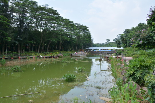 樹林