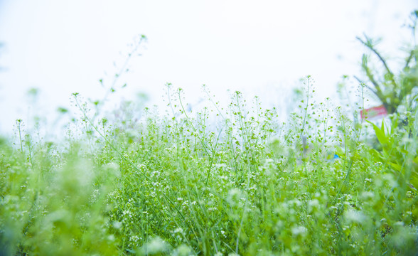 小白花 野花