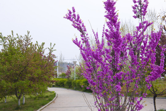 紫荊 公園風(fēng)景