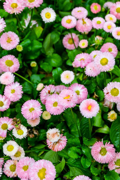 雛菊 馬頭蘭花 菊花