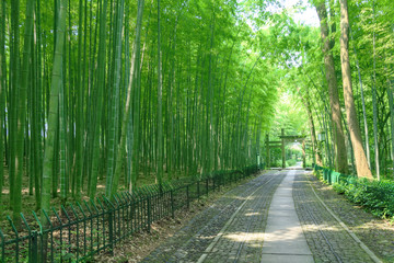 林中小路