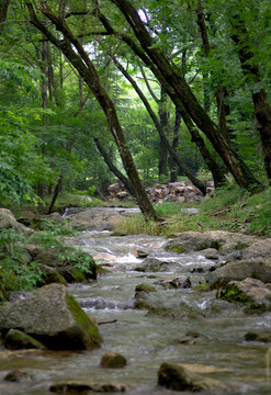 瑯琊山幽香谷溪流