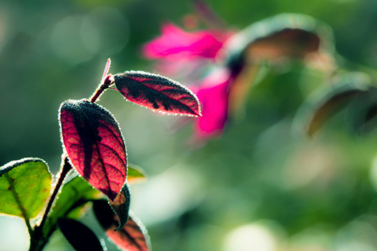 小清新植物