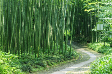 林中小路