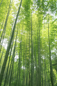 竹林