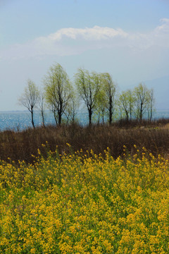 湖景