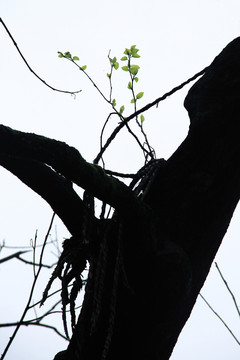 新綠