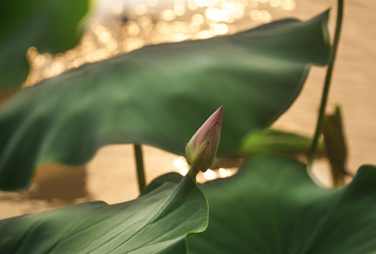 紅荷