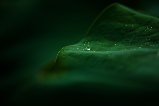 碧葉玉珠