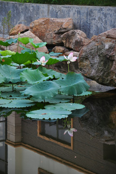 荷花