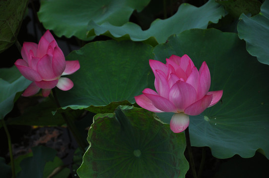 蓮花
