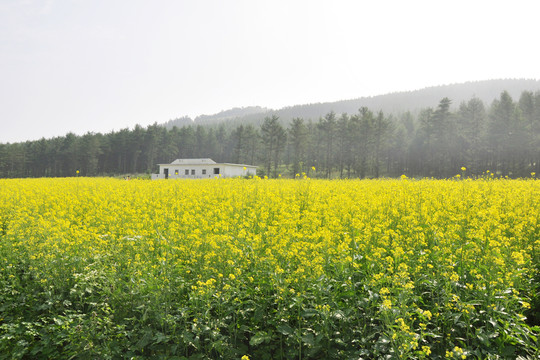 油菜花