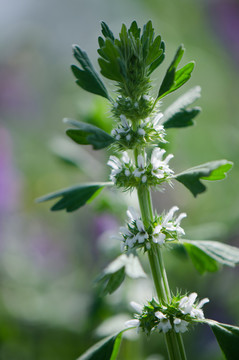 夏至草