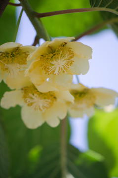 奇異果花