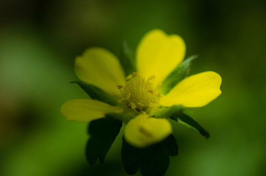 蛇莓花