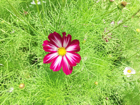 花