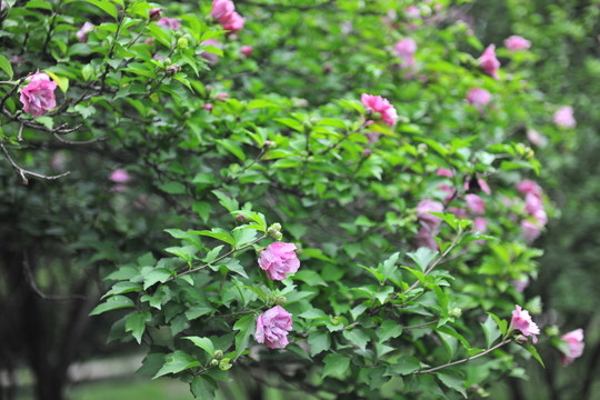 木槿花