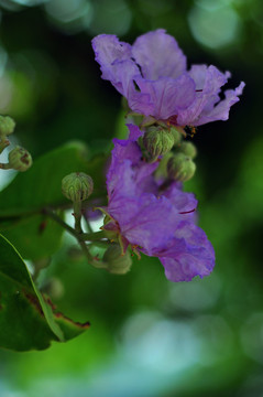 紫花