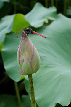 荷花