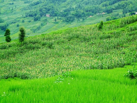 稻田 玉米地 興隆