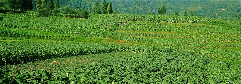 烤煙 農(nóng)作物 興隆
