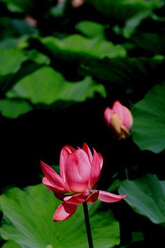 荷花特寫(xiě)