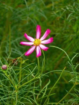 一朵小花
