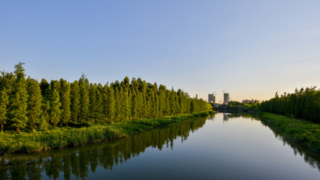 河岸上的水杉林
