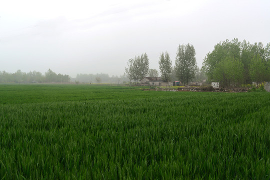 小麥田