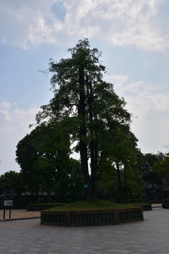 樹(shù)林