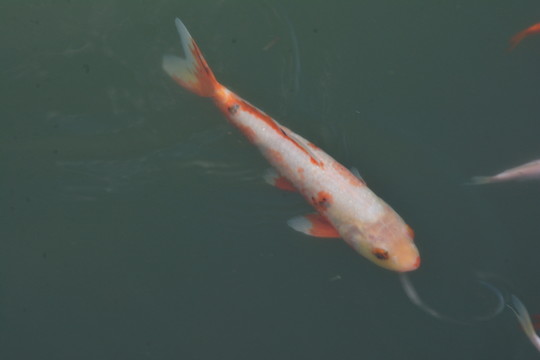 金魚