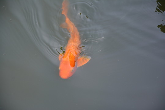 金魚