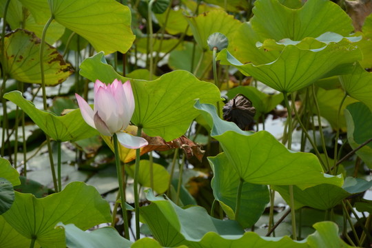 荷花