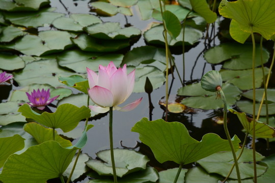 荷花