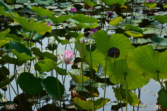 荷花