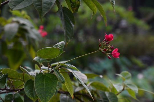 紅花