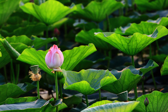 荷花特寫(xiě)