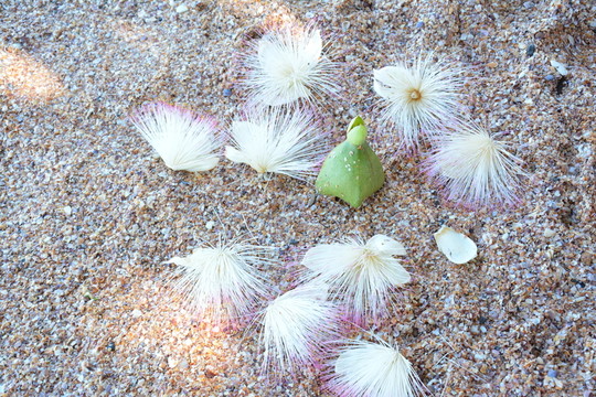 合歡花