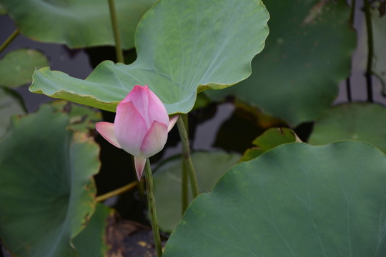 荷花