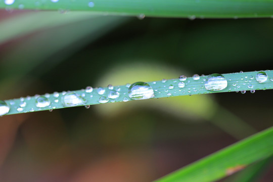 水珠的依戀