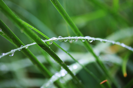 水珠的依戀