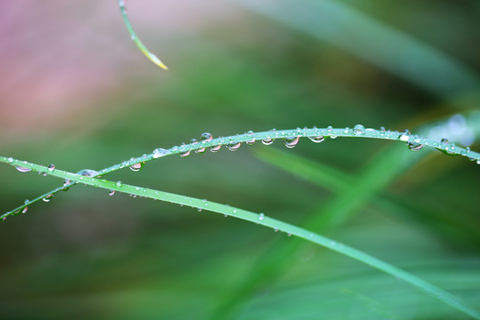 水珠的依戀